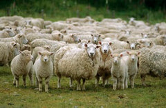 sheep for lanolin production