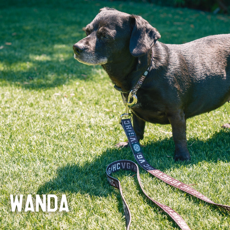 Bolt Club Pet Leash -  - Accessories - Lifetipsforbetterliving