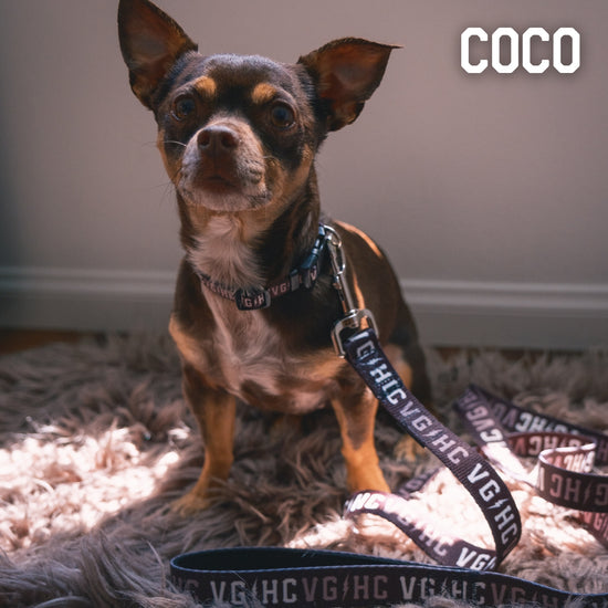 Bolt Club Pet Collar -  - Accessories - Lifetipsforbetterliving