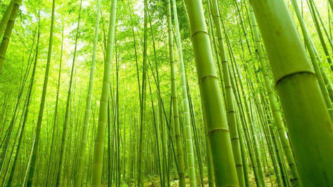 Bamboo Is For You
