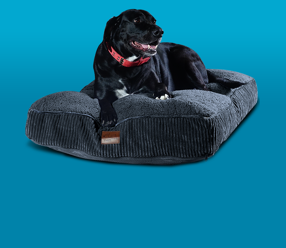 Dog Beds slide