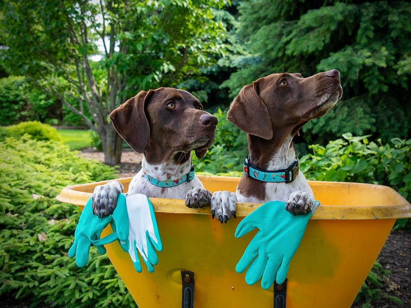 how to wash dogs collar