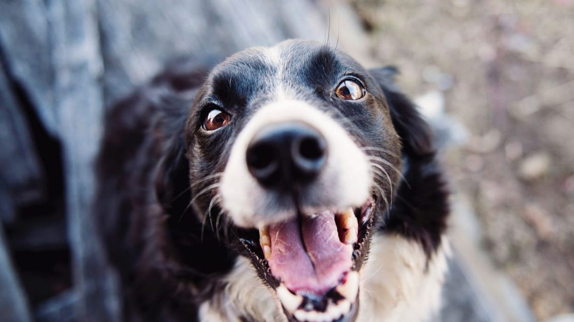 How To Tell If Your Dog Has Tooth Pain – Express Vet