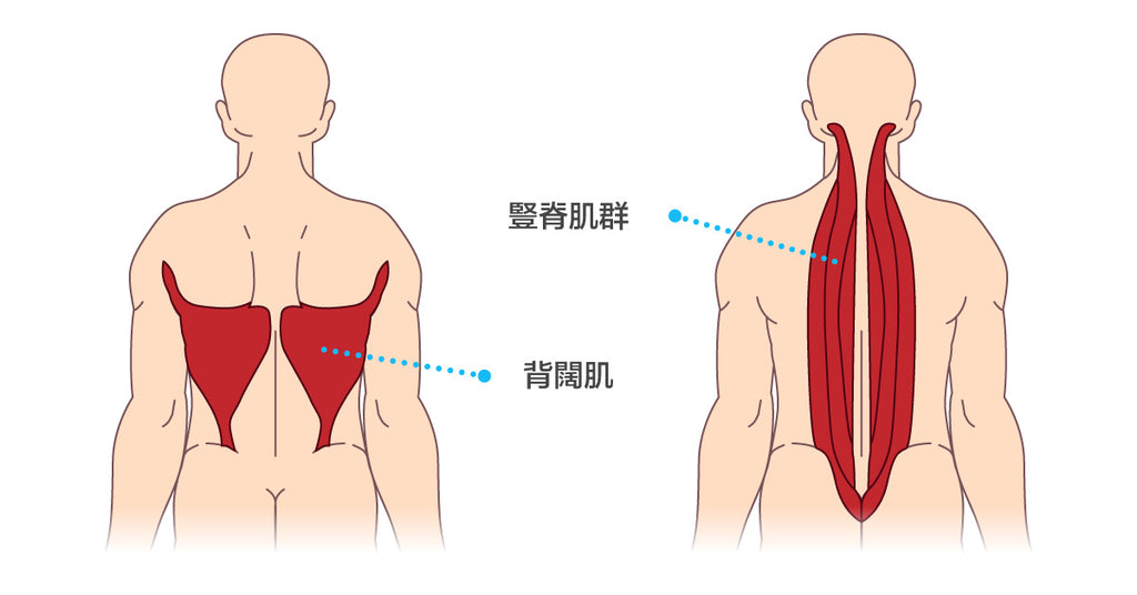 脊椎的肌群們