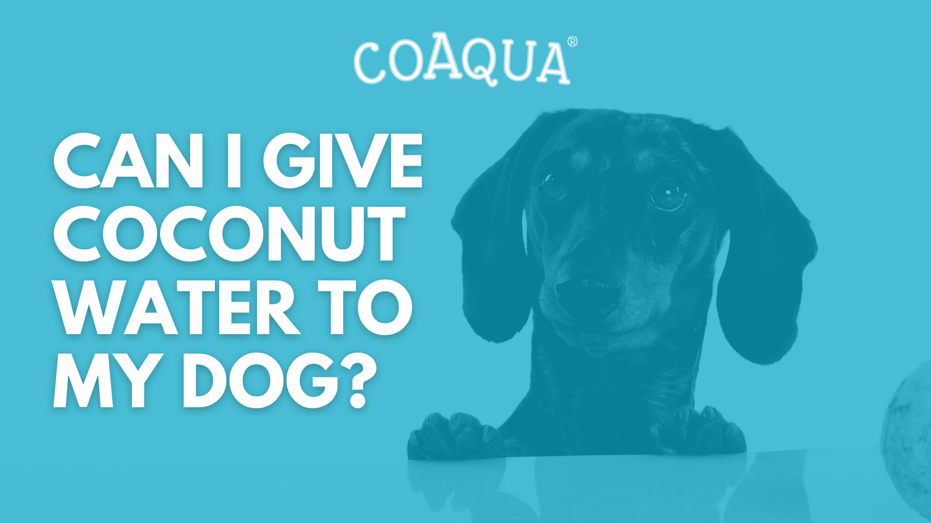 can i give my dog coconut water for dehydration
