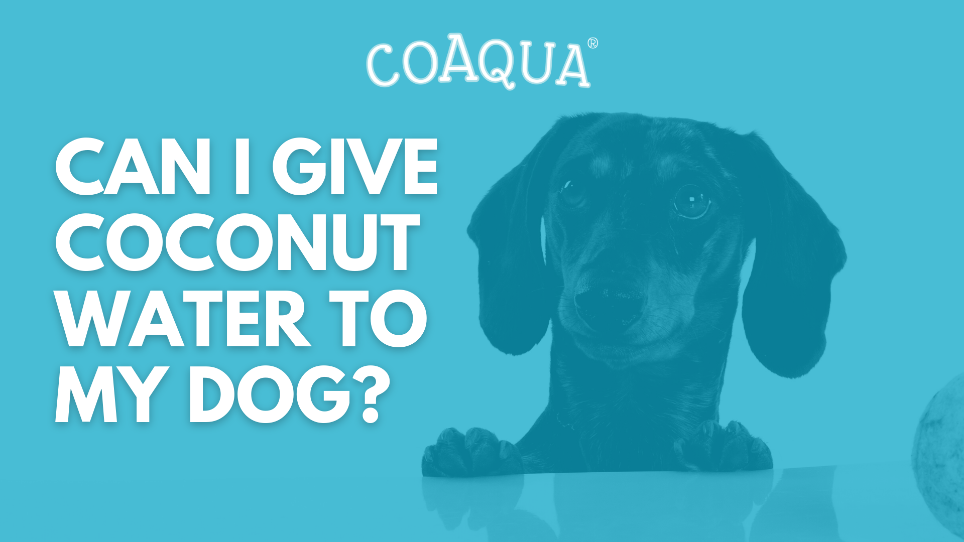 can we give coconut water to dogs