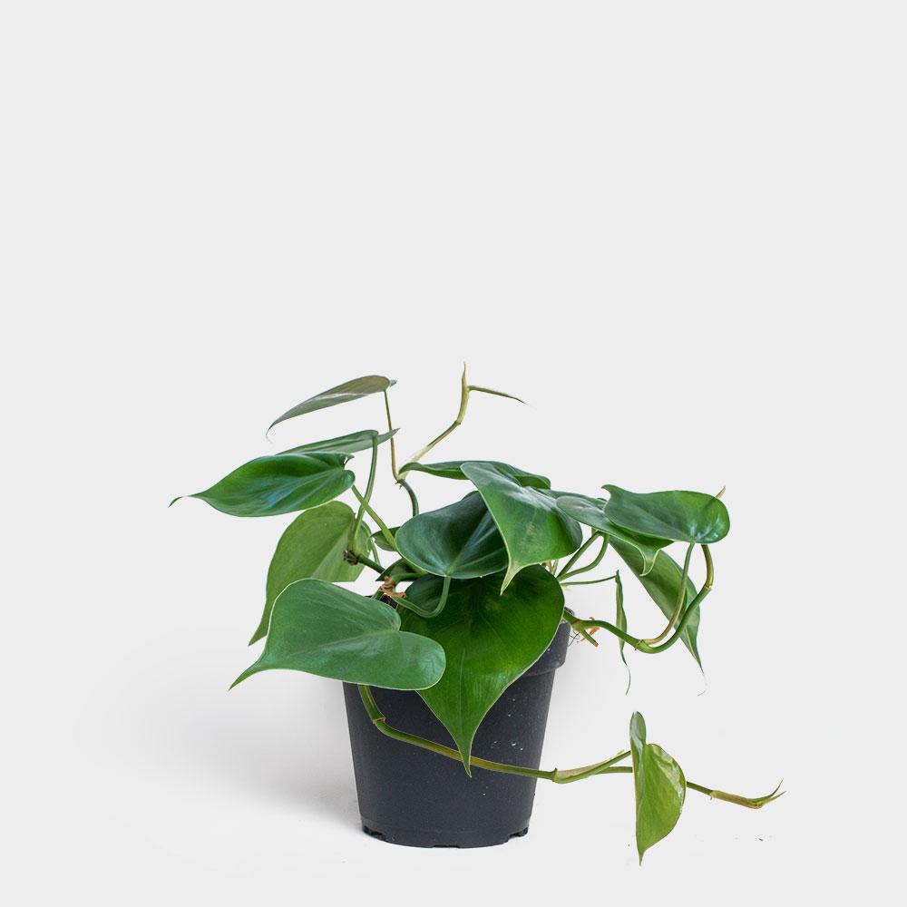 plant, wellness, home decor