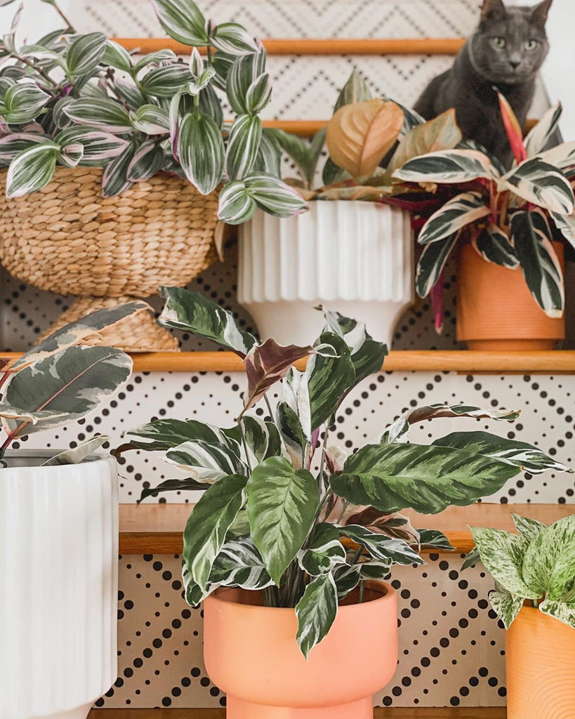 Terracotta pots and plants