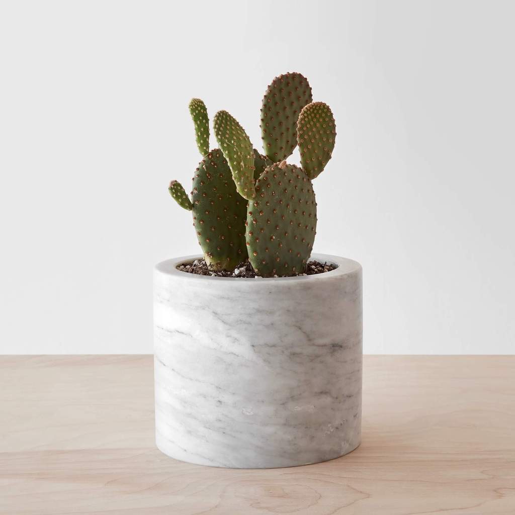 Cactus in a marble pot, home decor