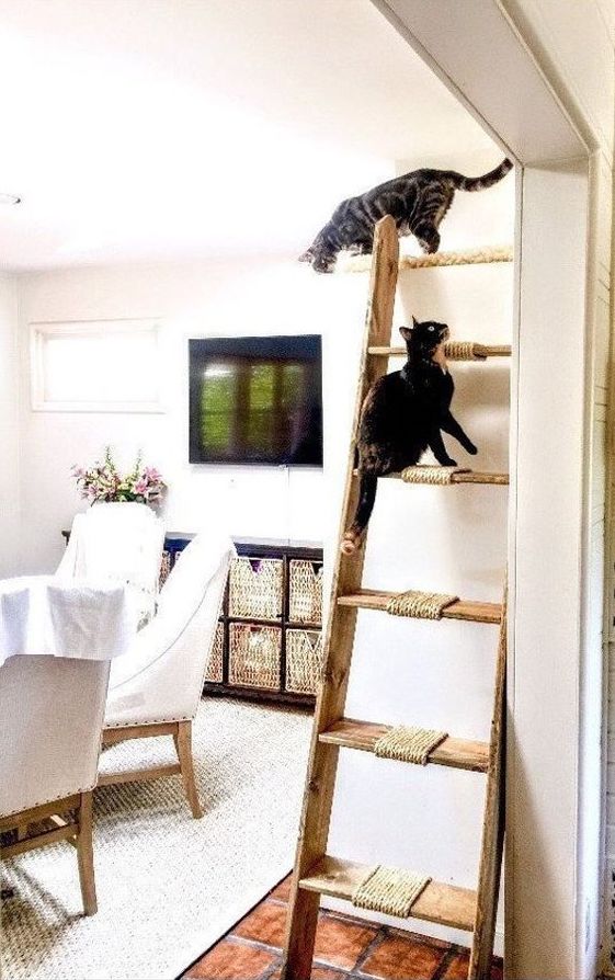 Cat Ladder