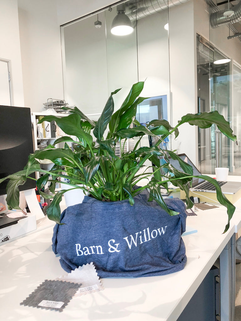 A green plant in a t-shirt at the Barn & Willow headquarters.