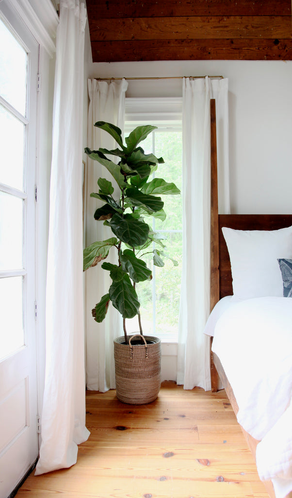 Tall leafy plant in a pot in front of multiple white custom linen Barn & Willow drapes.