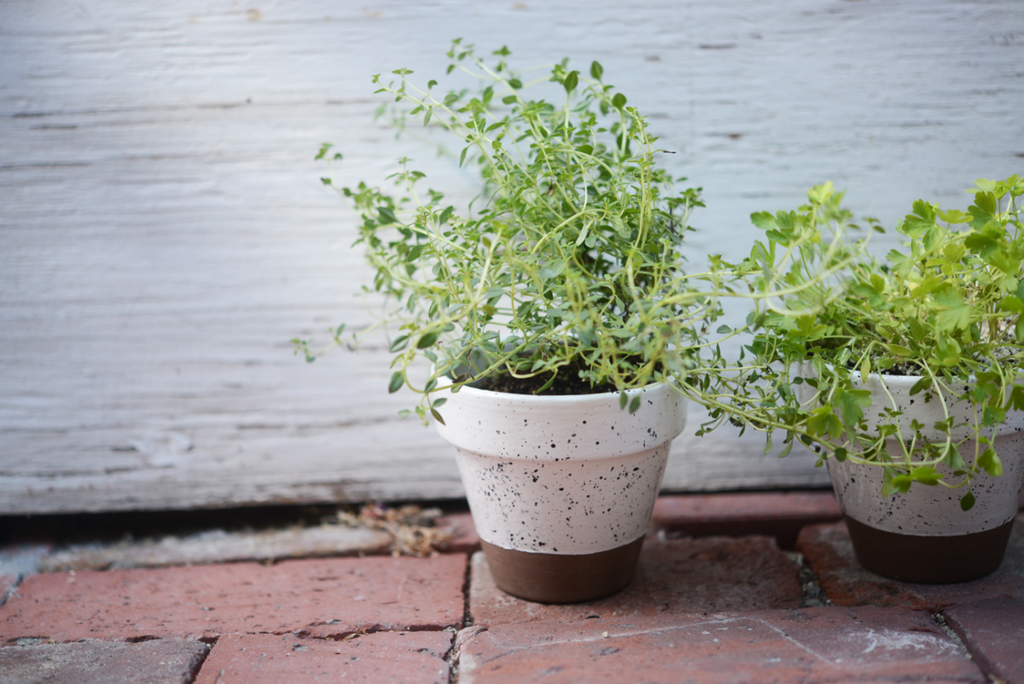 DIY, home decor, speckled white pot, DIY pot, dipped potted plant