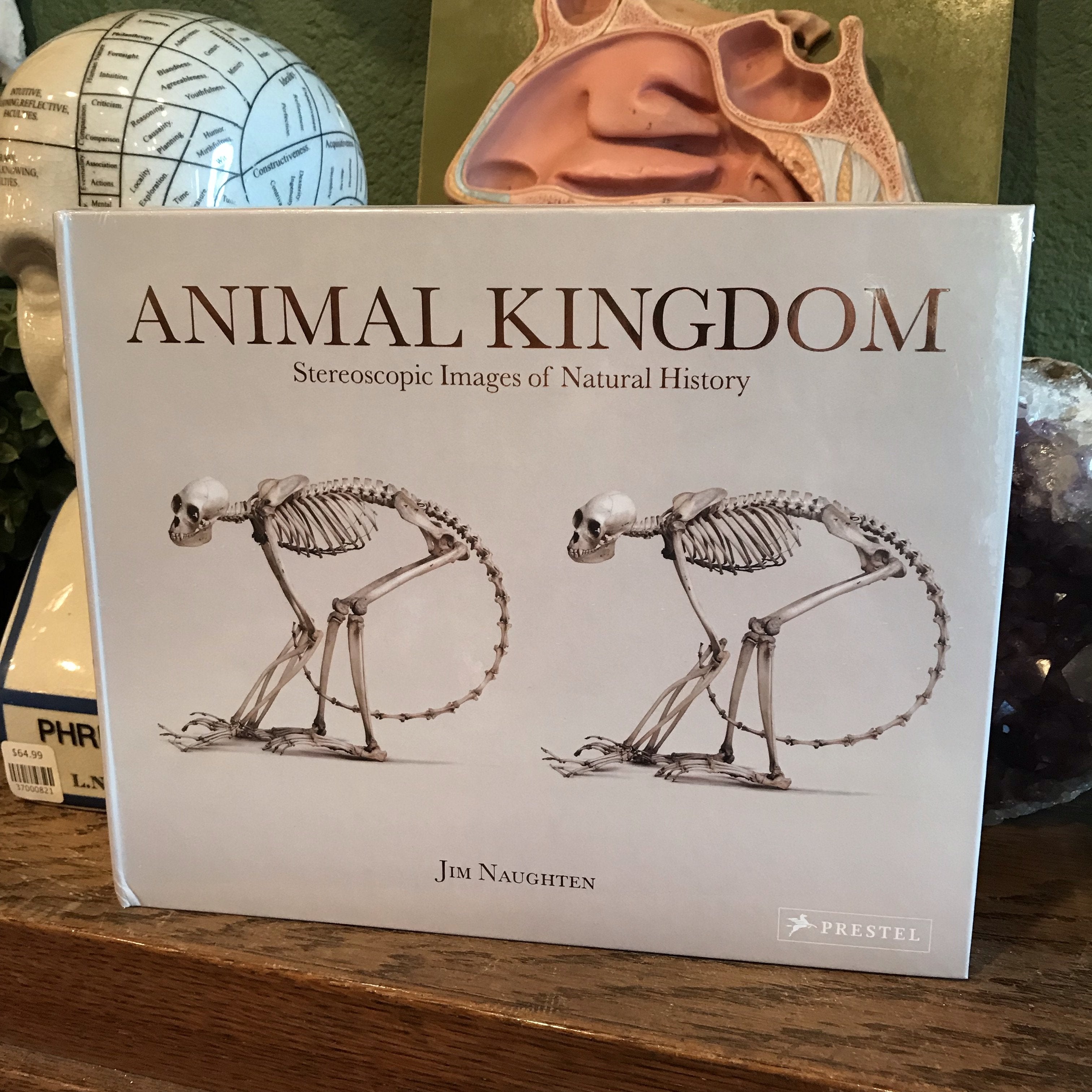Animal Kingdom: Stereoscopic Images of Natural History by Jim Naughten