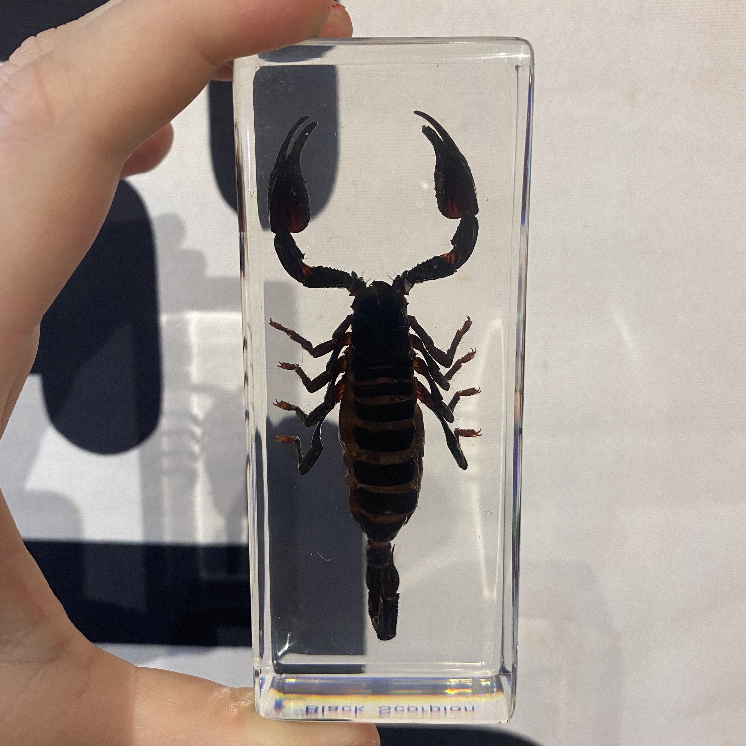 Black Scorpion Paperweight