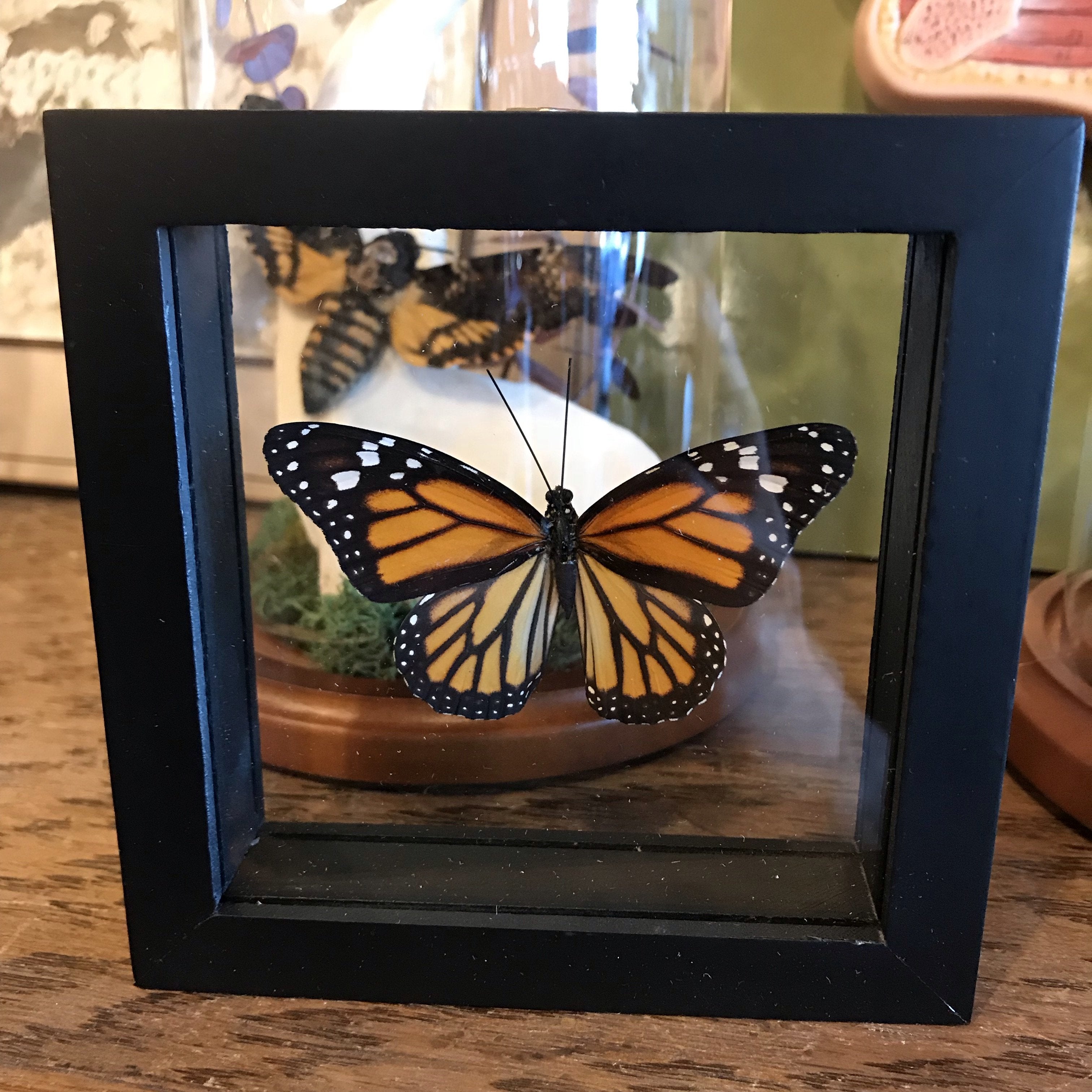 Real Framed North American Monarch Danaus Plexippus Butterfly Insect Taxidermy