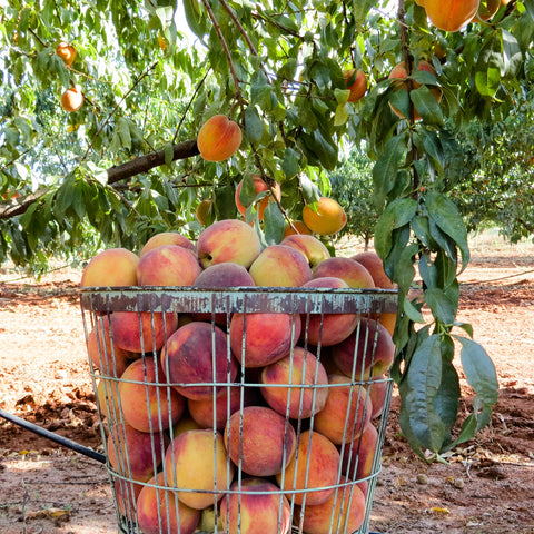 Bushel of Fredericksburg Peaches