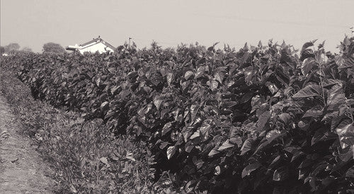 2. Clipped morus alba - mulberry - growing in the fields.