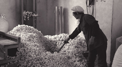 6. The farmers sell the completed cocoons to the factory for processing.