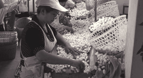 7. At the reeling factory the cocoons are sorted.