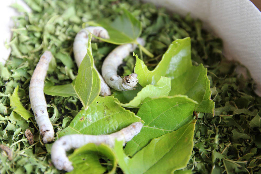 Silkworms feeding on mulberry leaves
