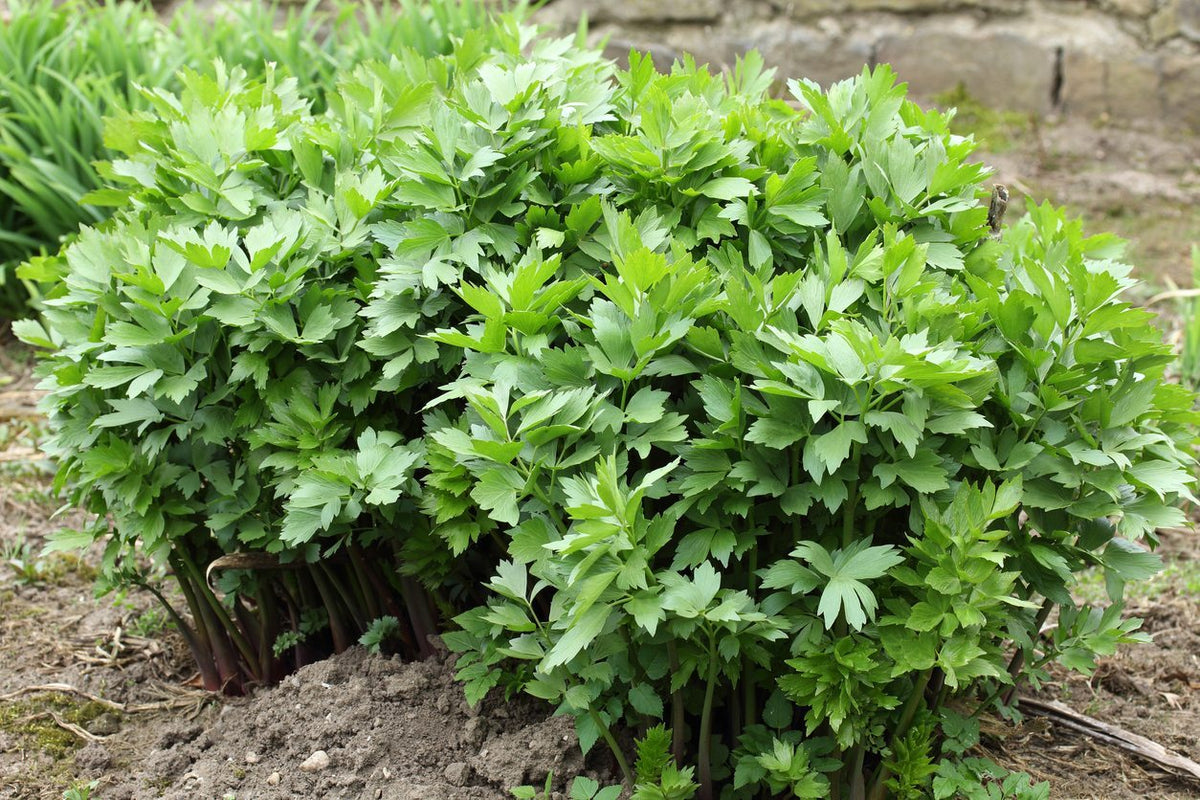 Lovage SeedsOrganic Vegetable Herb Leaf Plant Garden Celery Parsley Seed 2021 