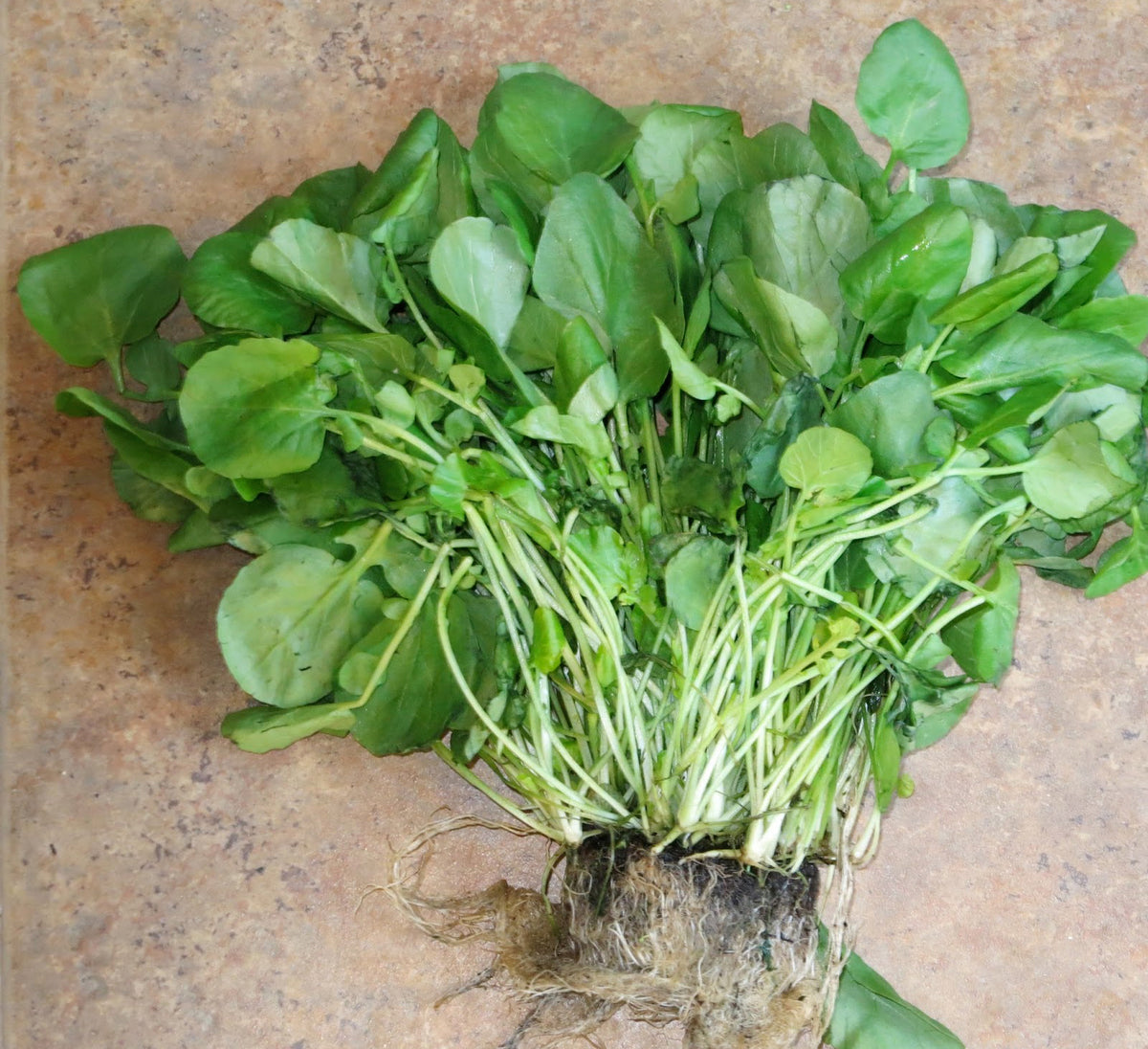 UPLAND WINTER CRESS  100 Heirloom seeds.....Combined Shipping HERB 