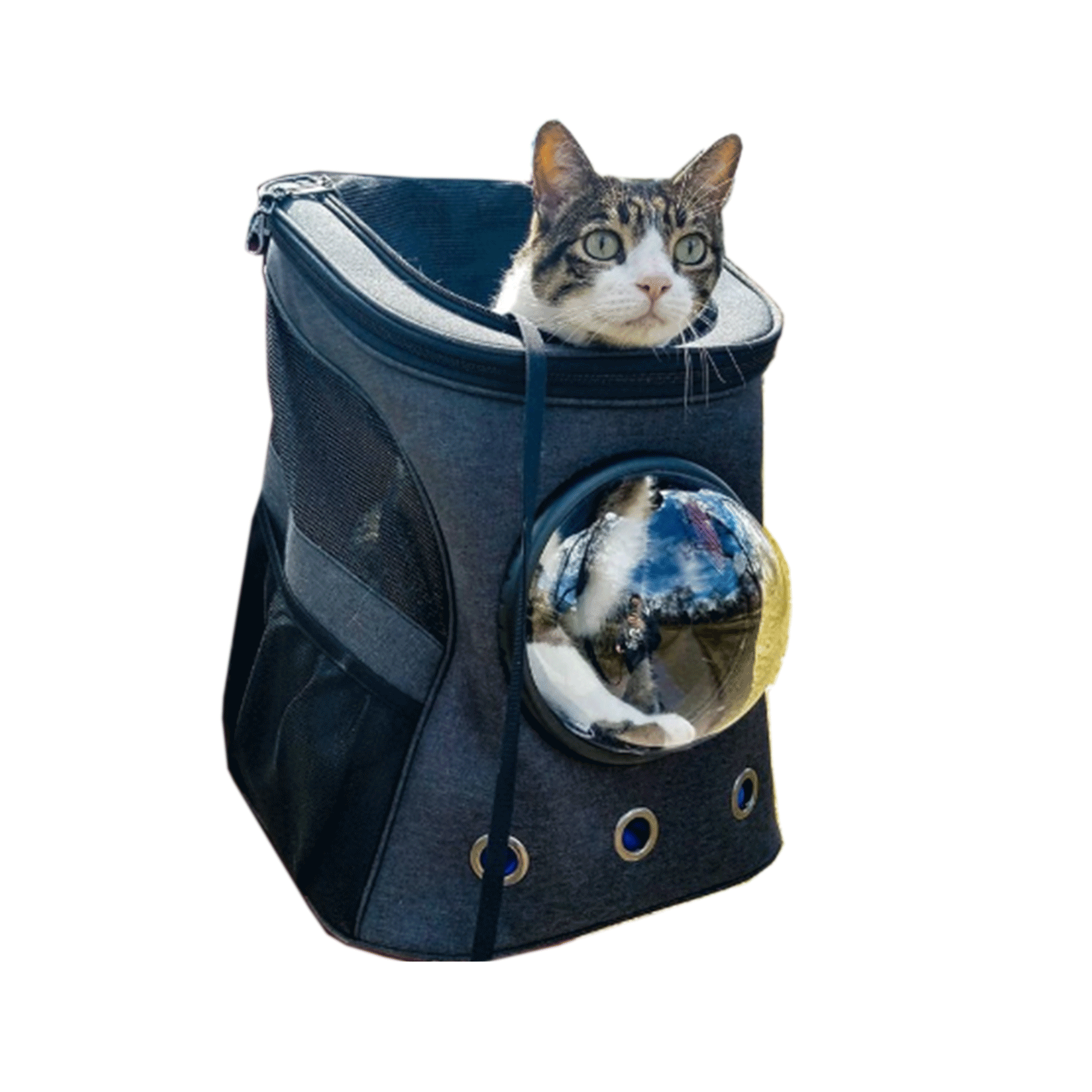 "The Complete Adventure Cat" Bundle: Fat Cat Backpack, Harness, Leash, Travel Litter Box, Easy Traveler Solution, Travel Bowl
