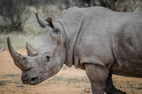 rhinocéros 