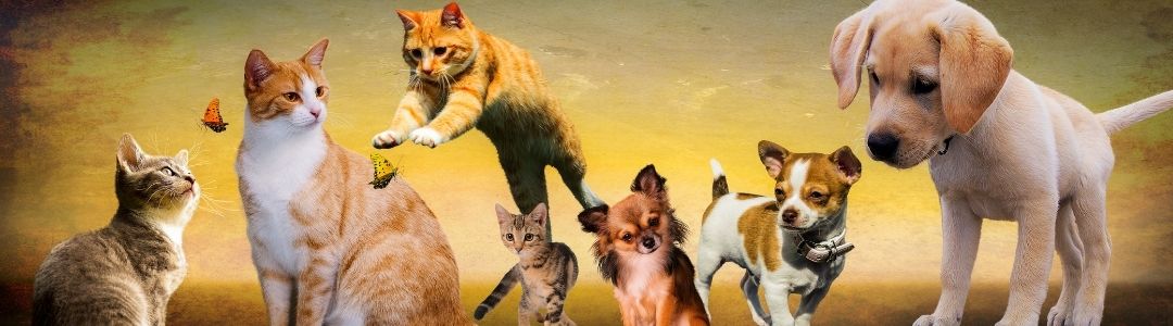 Krydderi Lav vej Transistor Sjove strømper med Hunde og Katte ⎪Masser af lækre farver og motiver – Just  Funny Socks