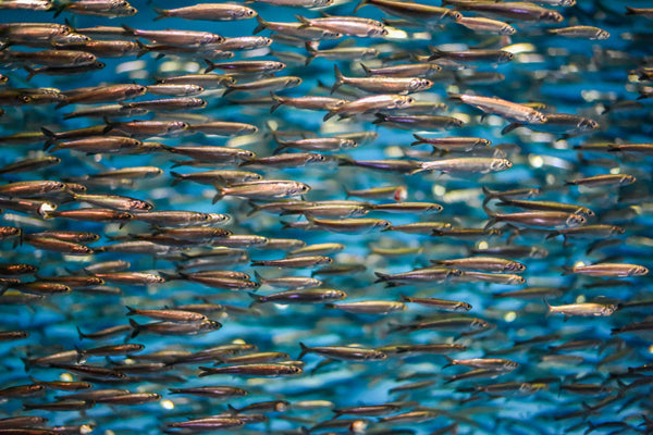 Some fish that are used to make Omega 3s supplements