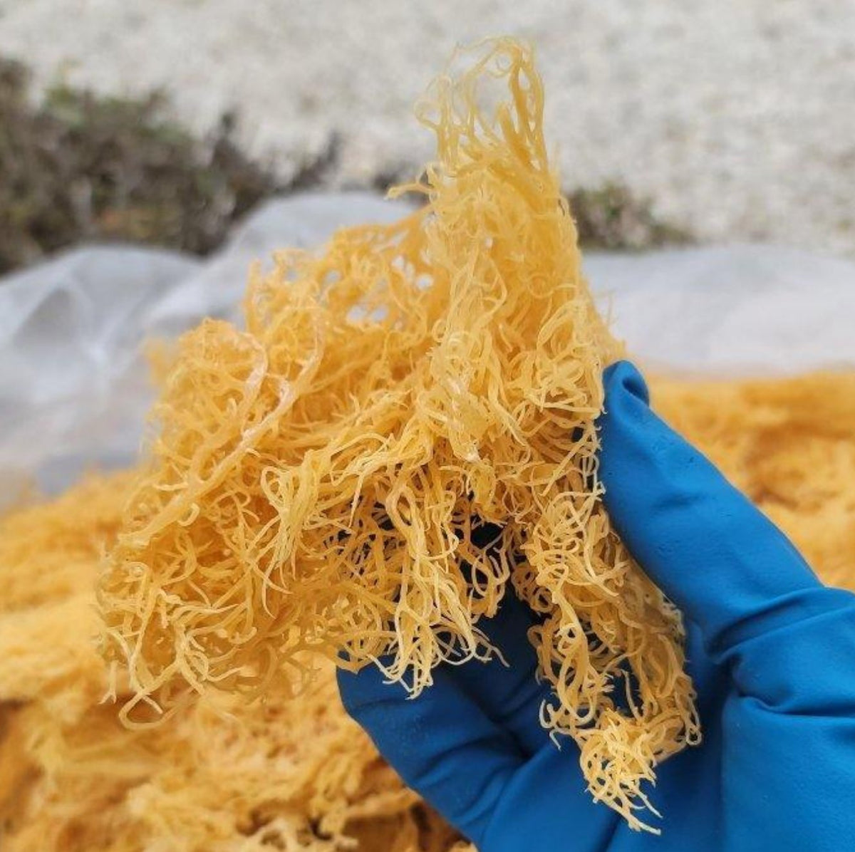 High Quality Natural Gold Dried Irish Sea Moss 4oz CGI Green