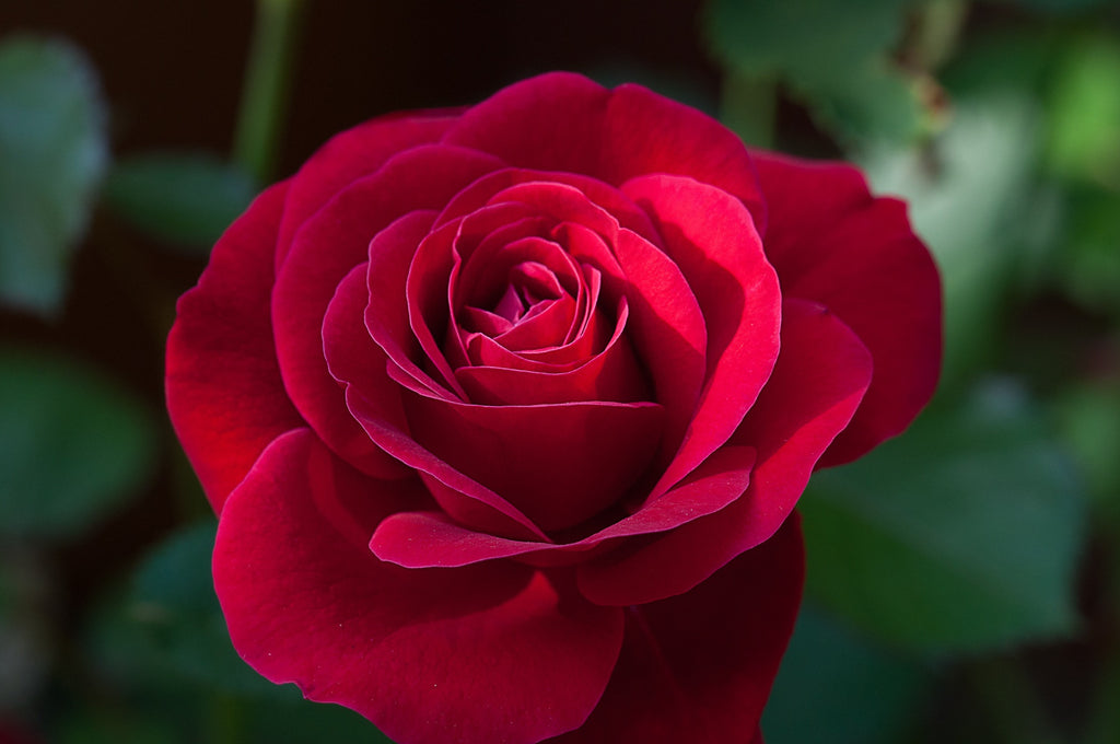 A red rose is a symbol of romantic love.