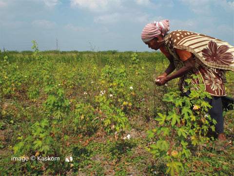 Lady farmer tending to desi cotton plants
