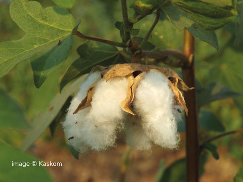 Boll of Karunganni desi cotton