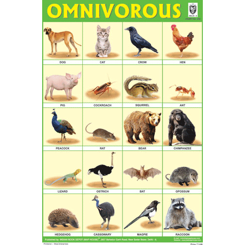 omnivore animals name