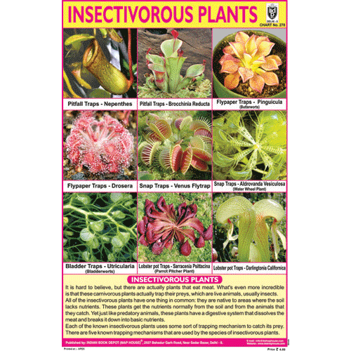 examples of insectivores