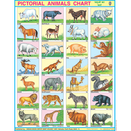 ANIMALS CHART SIZE 45 X 57 CMS