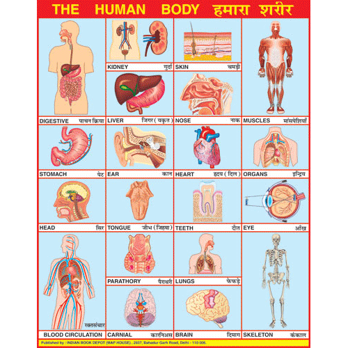 the human body organs labeled for kids