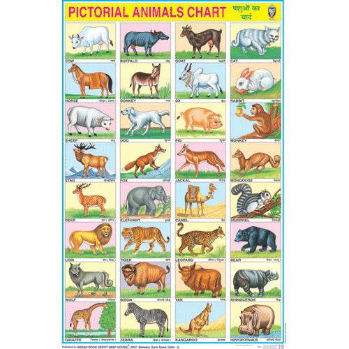 ANIMALS (32 PHOTOS) CHART SIZE 50 X 75 CMS