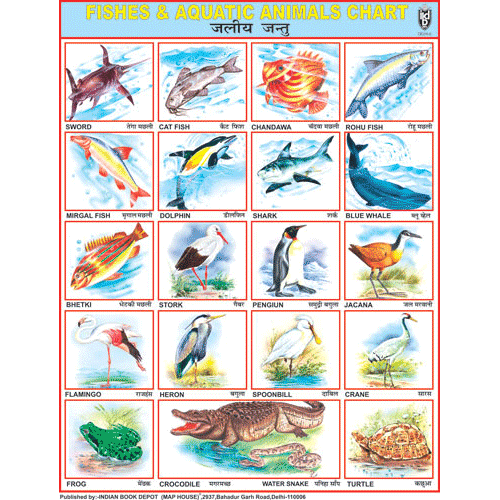 aquatic animals chart