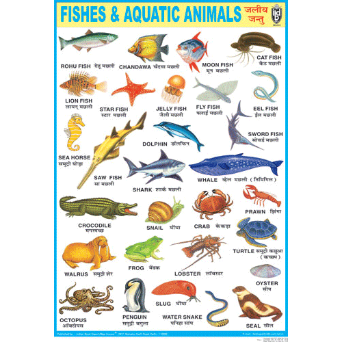 aquatic animals chart