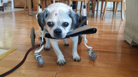 Dog wheelchair