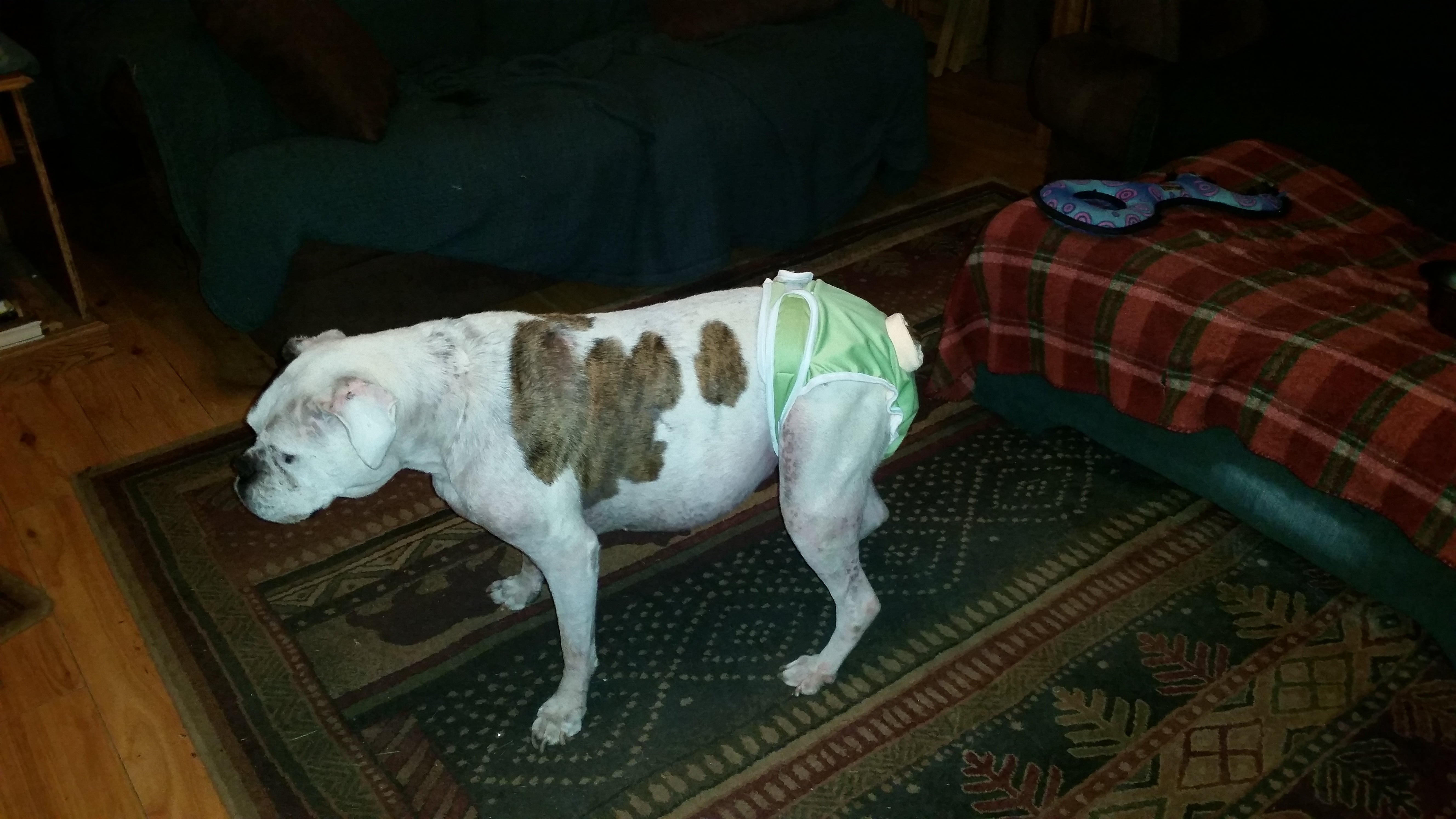 Washable Wonders Dog Diaper