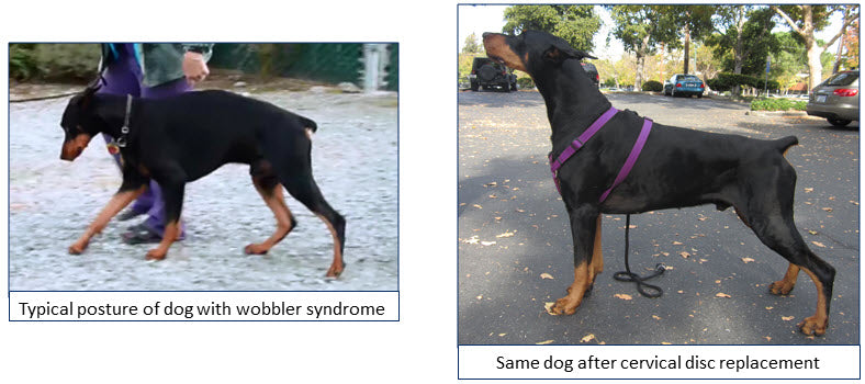 Cervical Disc Replacement in Dogs