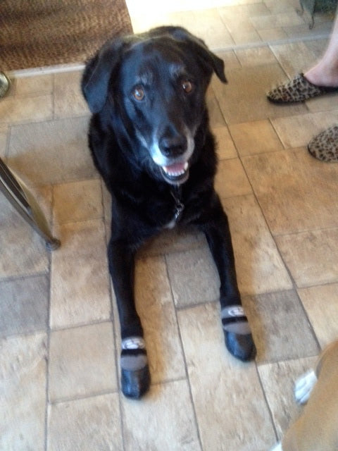 Grippers dog socks