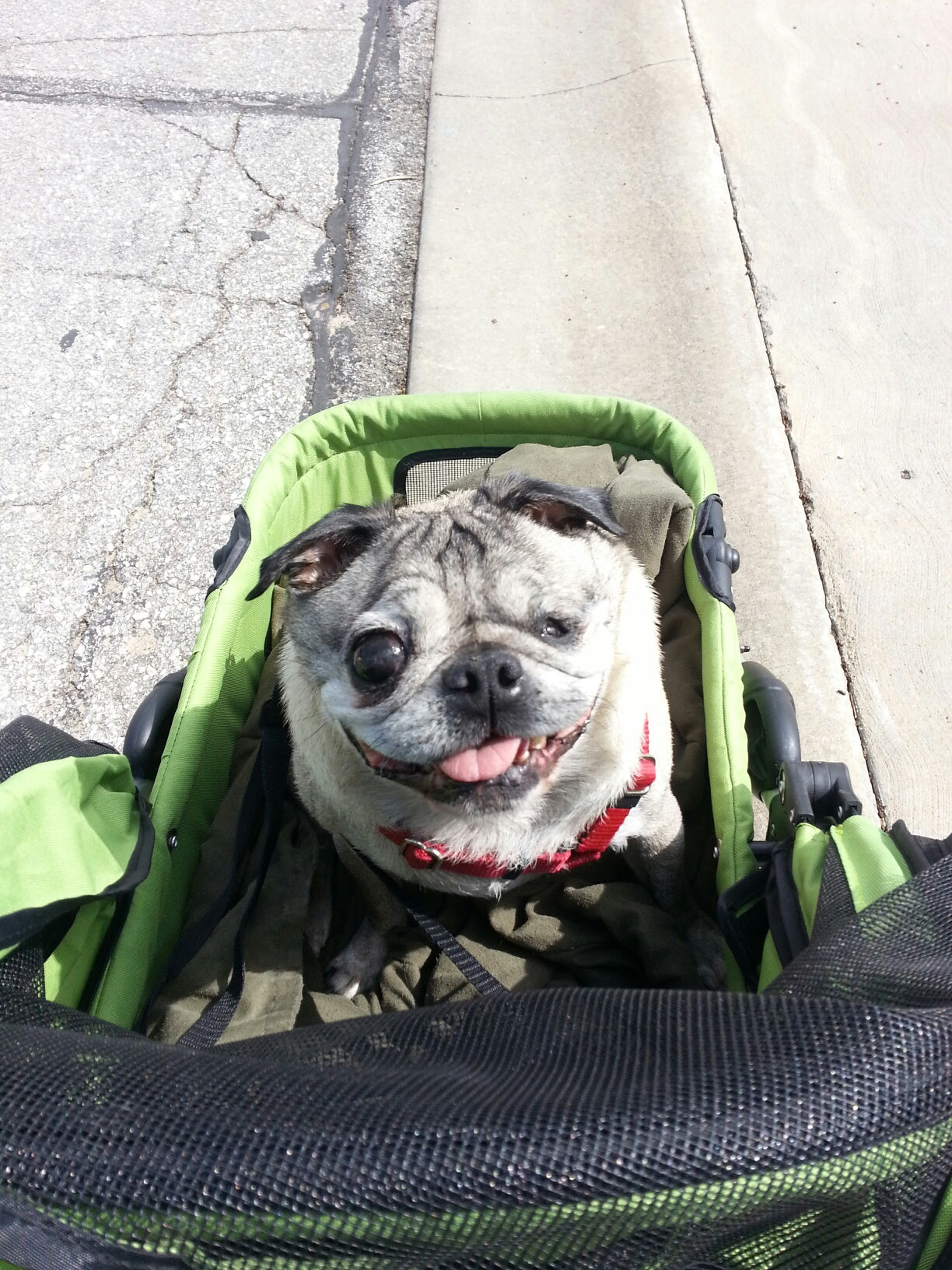 Dogger dog stroller