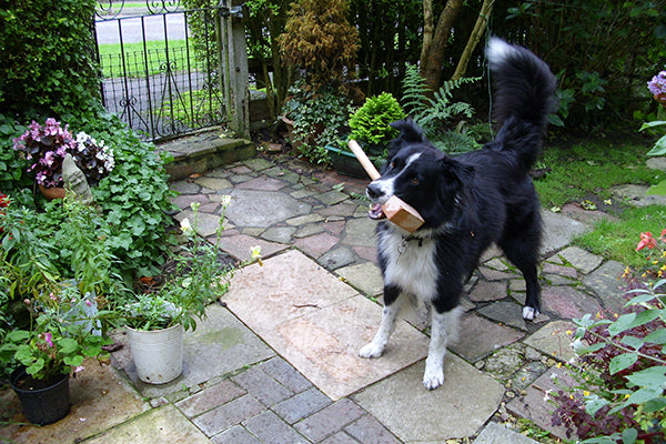 Happy Tails - Shep, Border Collie