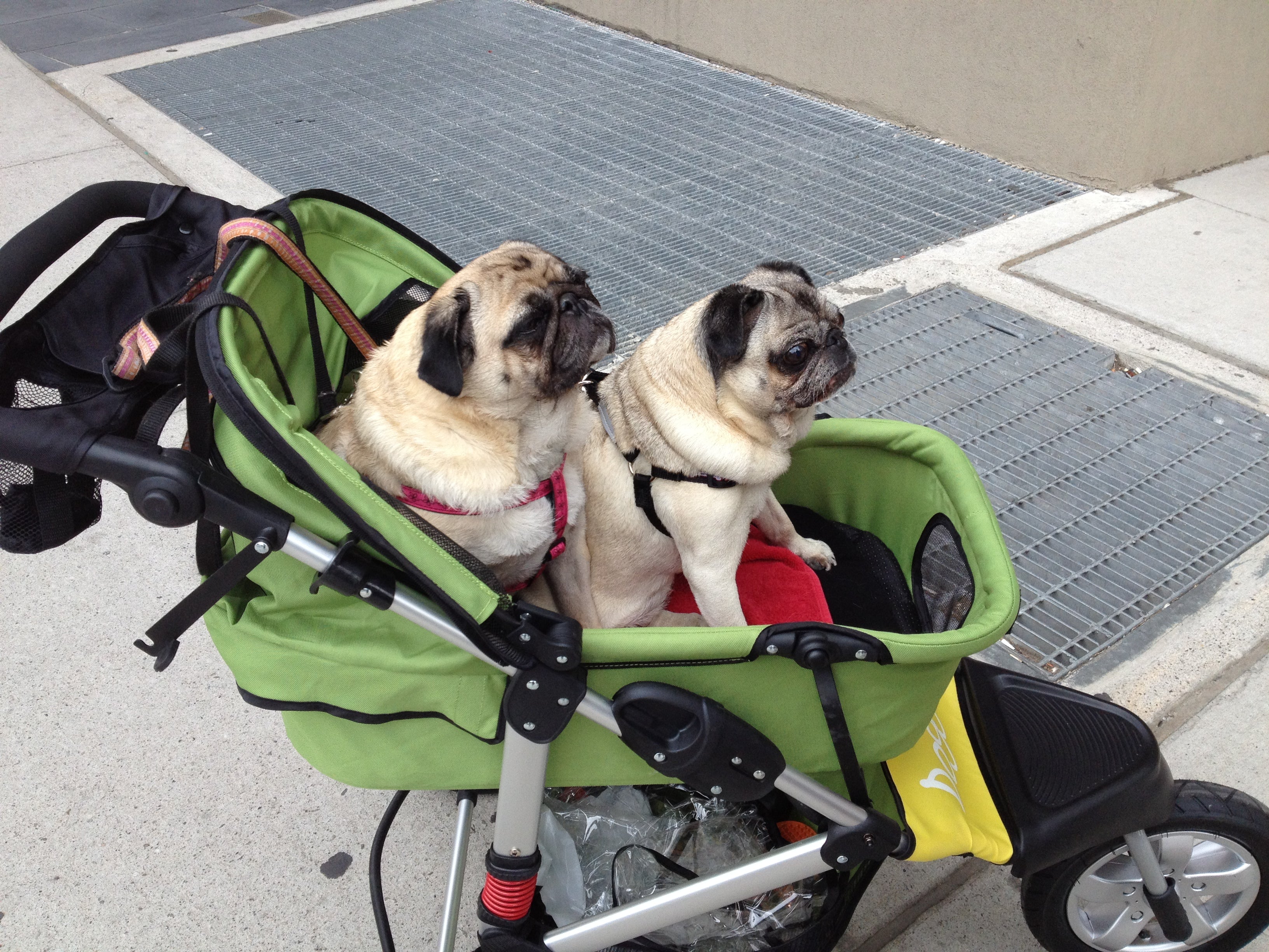 Dogger dog stroller