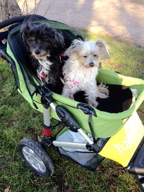 Dogger dog stroller